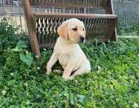 Labrador retriever szczeniak