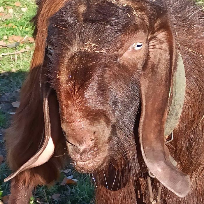 Цап Дамаська Шамі