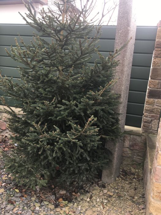 Продаю ялинку
