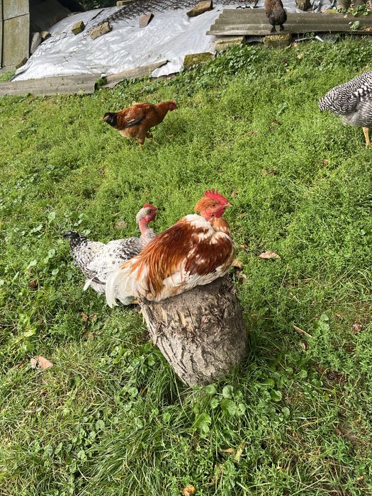 Кури голі шийки, продамо півня або пару