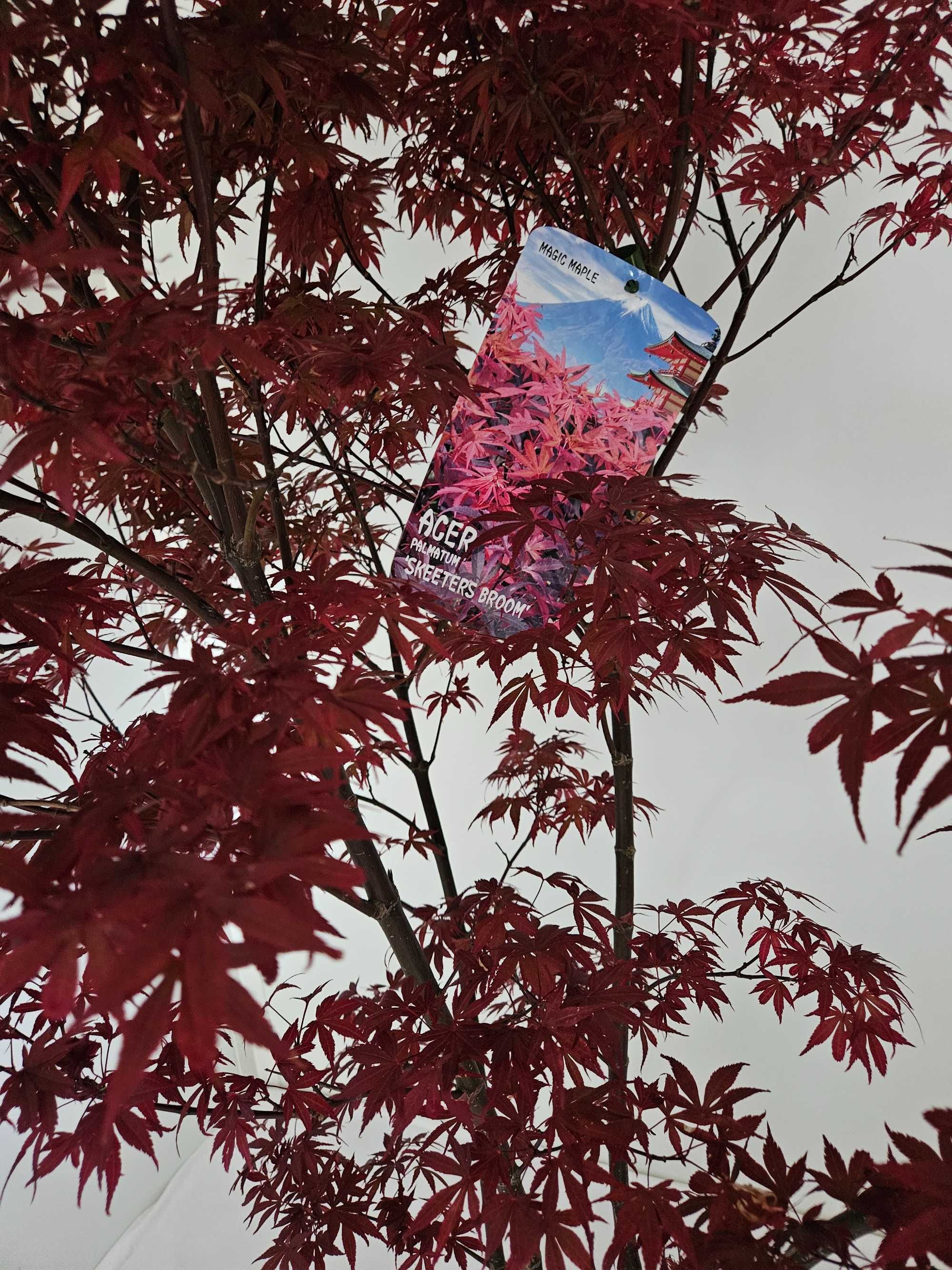 Bonsai – Klon japoński palmowy 'Skeeter's Broom' (Acer palmatum)