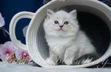 Kotka seal mitted lynx blaze ragdoll FPL/FIFE