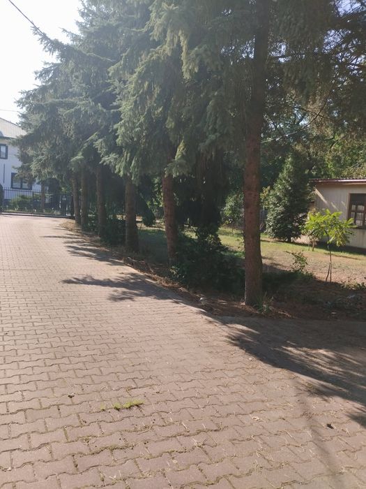 Oddam za darmo drzewo w zamian za wycinkę