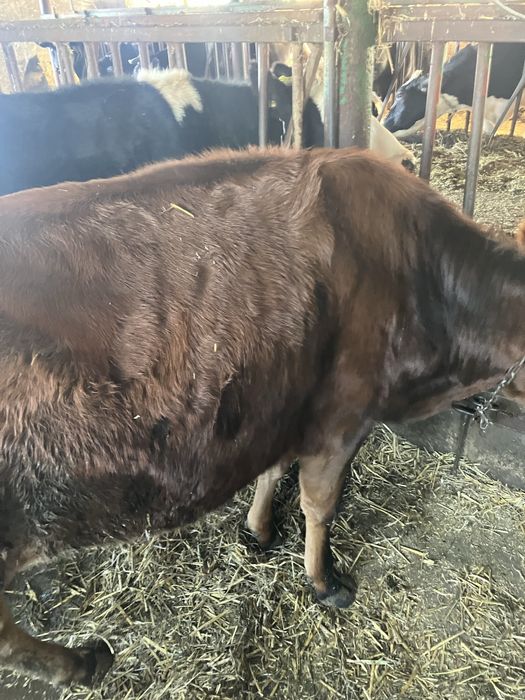 Jałówki Jersey x HO, zacielone.