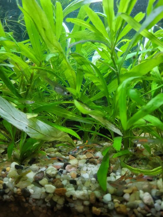 Rybki Gupik z własnej hodowli.