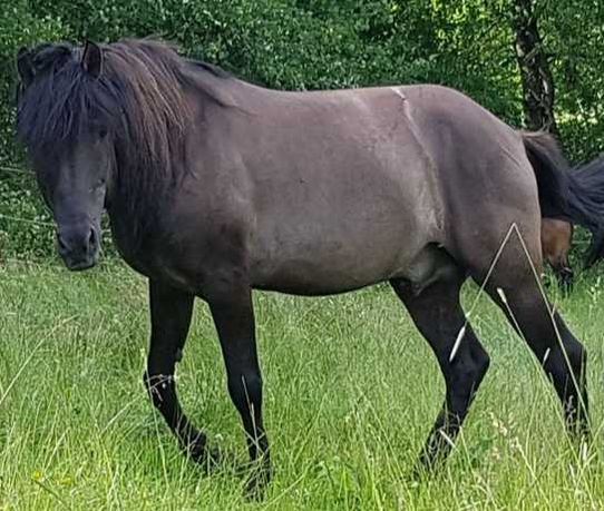 Ogier rasy huculskiej