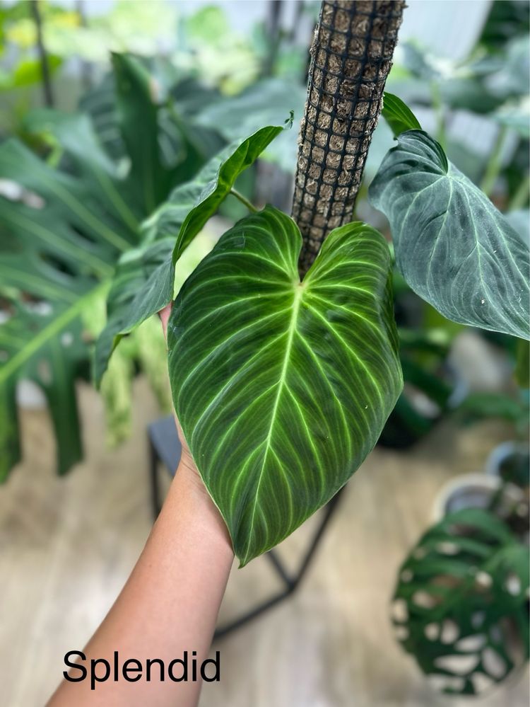 Philodendron splendid kolekcja