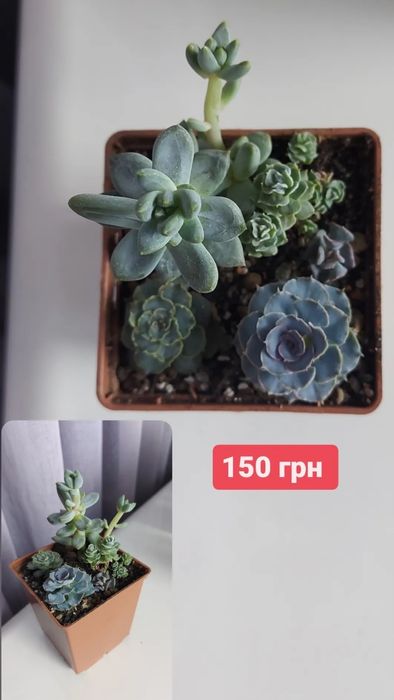 Сокуленти,  ехеверії, седум, шавіана