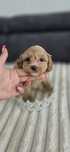 Maltipoo f1 sunia