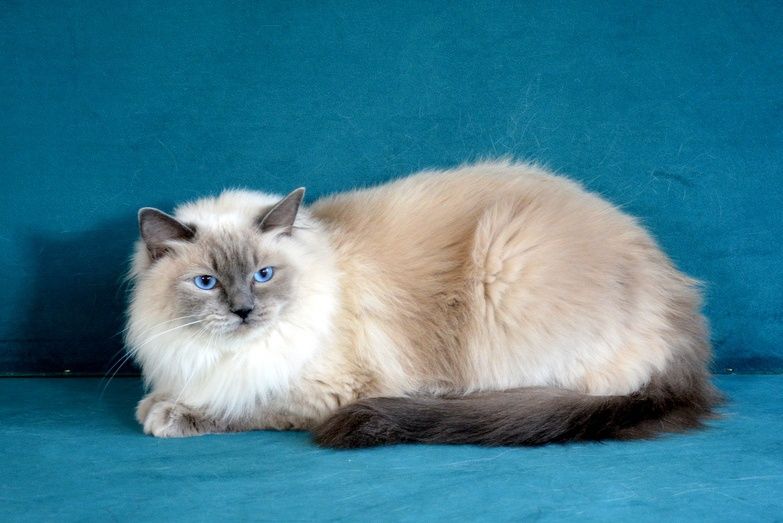 CUDOWNA kotka Ragdoll blue colourpoint po CHAMPIONIE