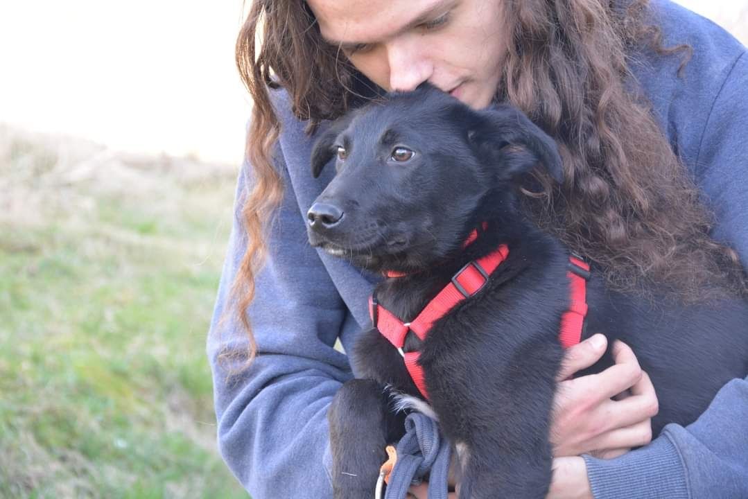 Młody piesek w typie labradora szuka domu - szczeniak do adopcji