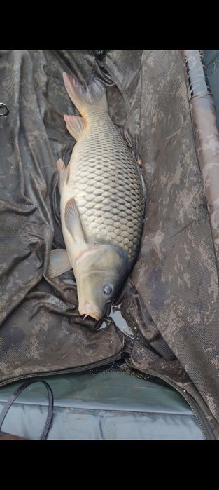 Duży Karp na łowisko, kroczek