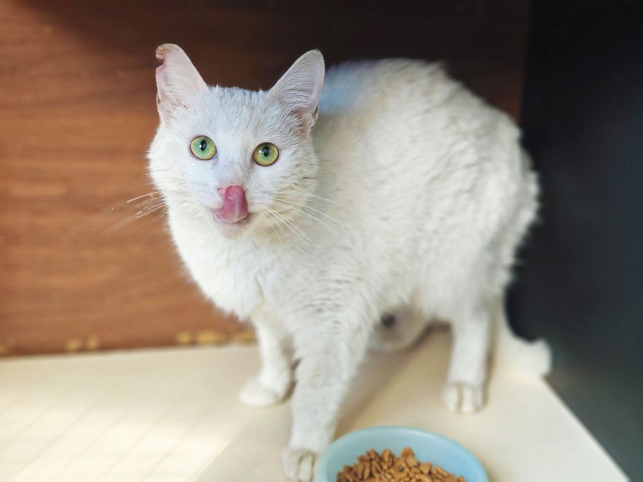 Ніжний котик-подружка красуня Айсі, 1 рік, кішка