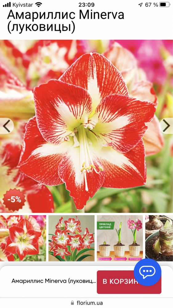Продается гиппеаструм, амариллис, комнатное растение, цветок