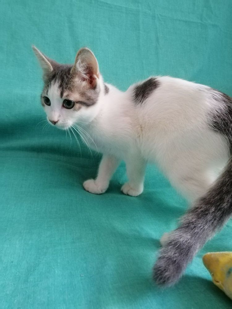 Котята ищут любящую семью