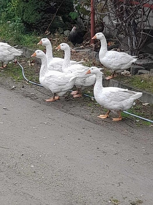 Gęsi piękne zdrowe