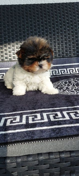 Piesek mini  mini Yorkshire terrier Biewer