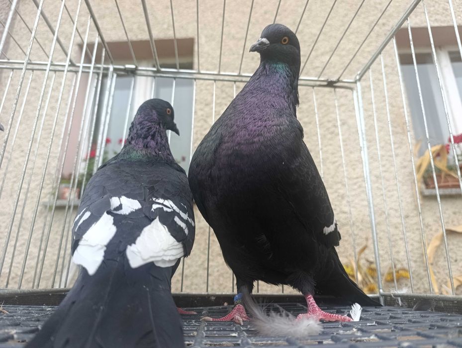 Ryś, rysie czarne, gołębie ozdobne, wysyłam