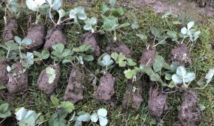 Truskawki sadzonki 50 sztuk