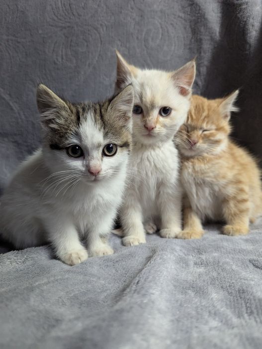 Кошенята шукають домівку