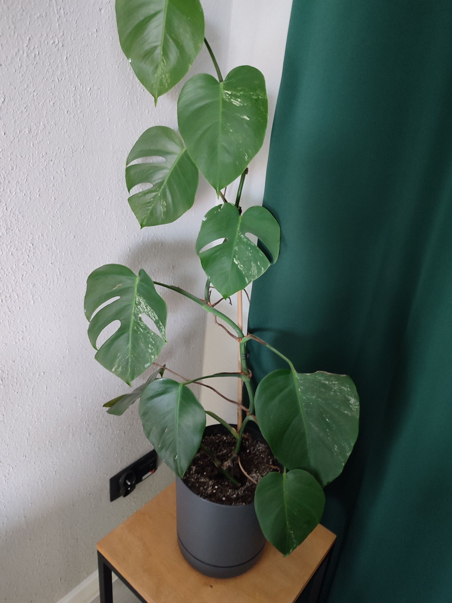 Sprzedam monstera wariegata