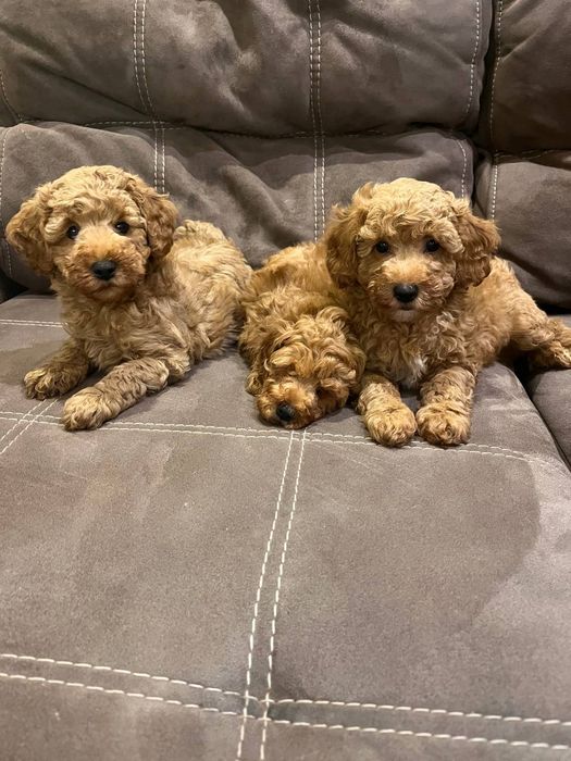 Пудельки хлопчики красунчики