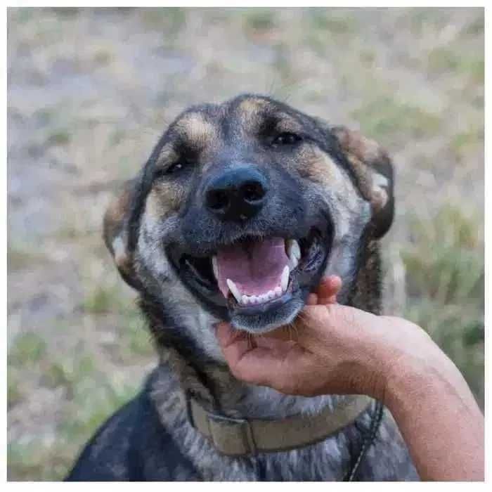 Молодая собака в поисках дома