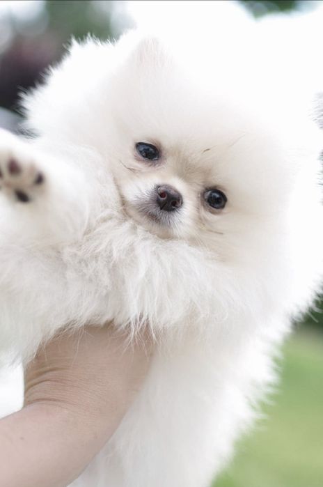 Pomeranian chłopak fci