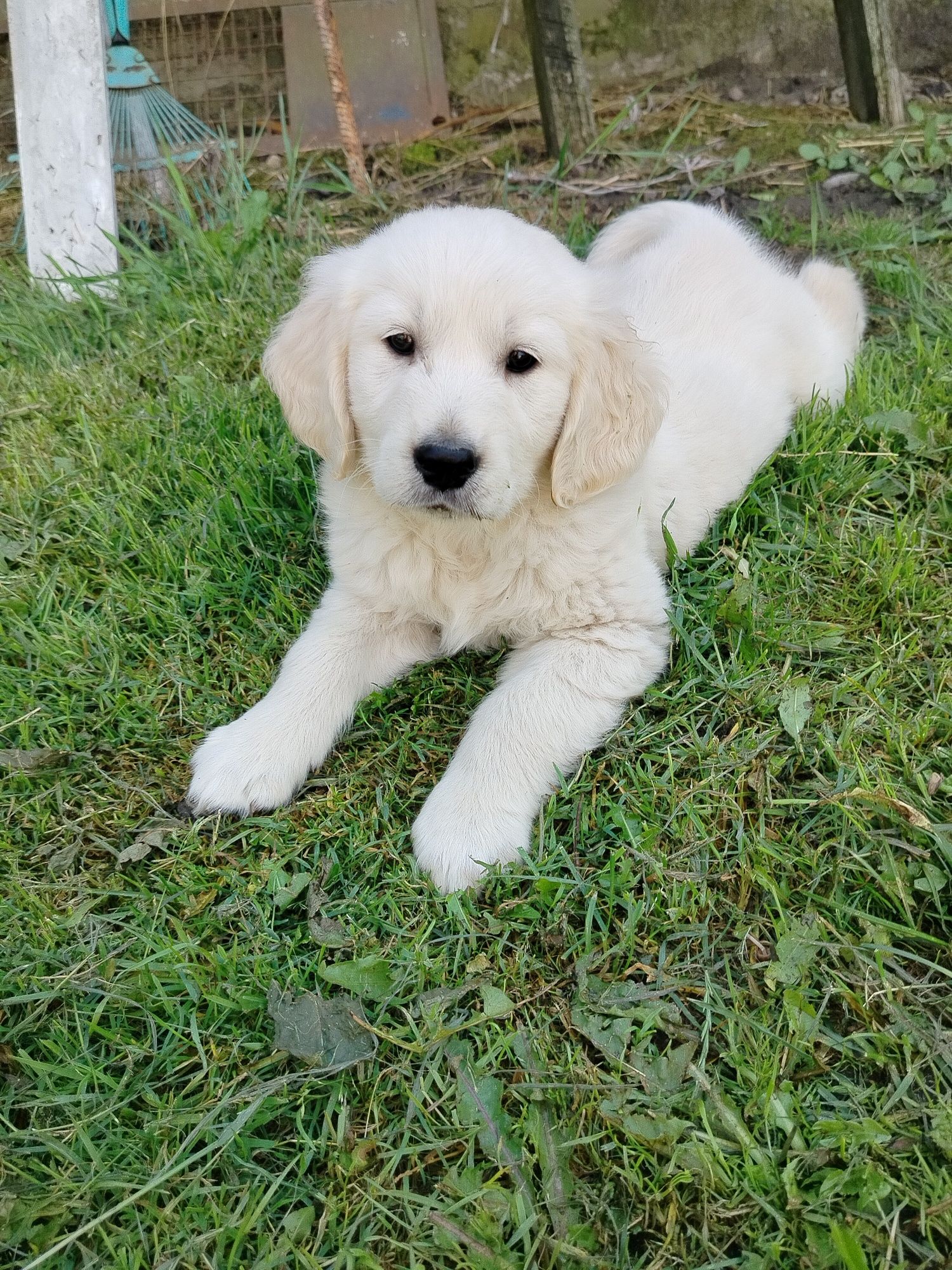 Golden retriever piesek