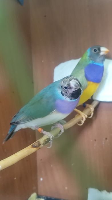 Amadyny wspaniałe para