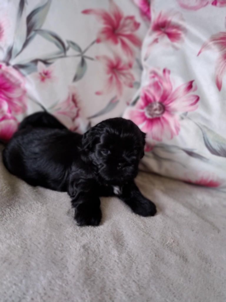 Śliczny szczeniak shih tzu.ZAREZERWOWANY.