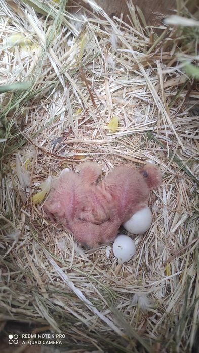 Bebés de rosicoller para criar á mão