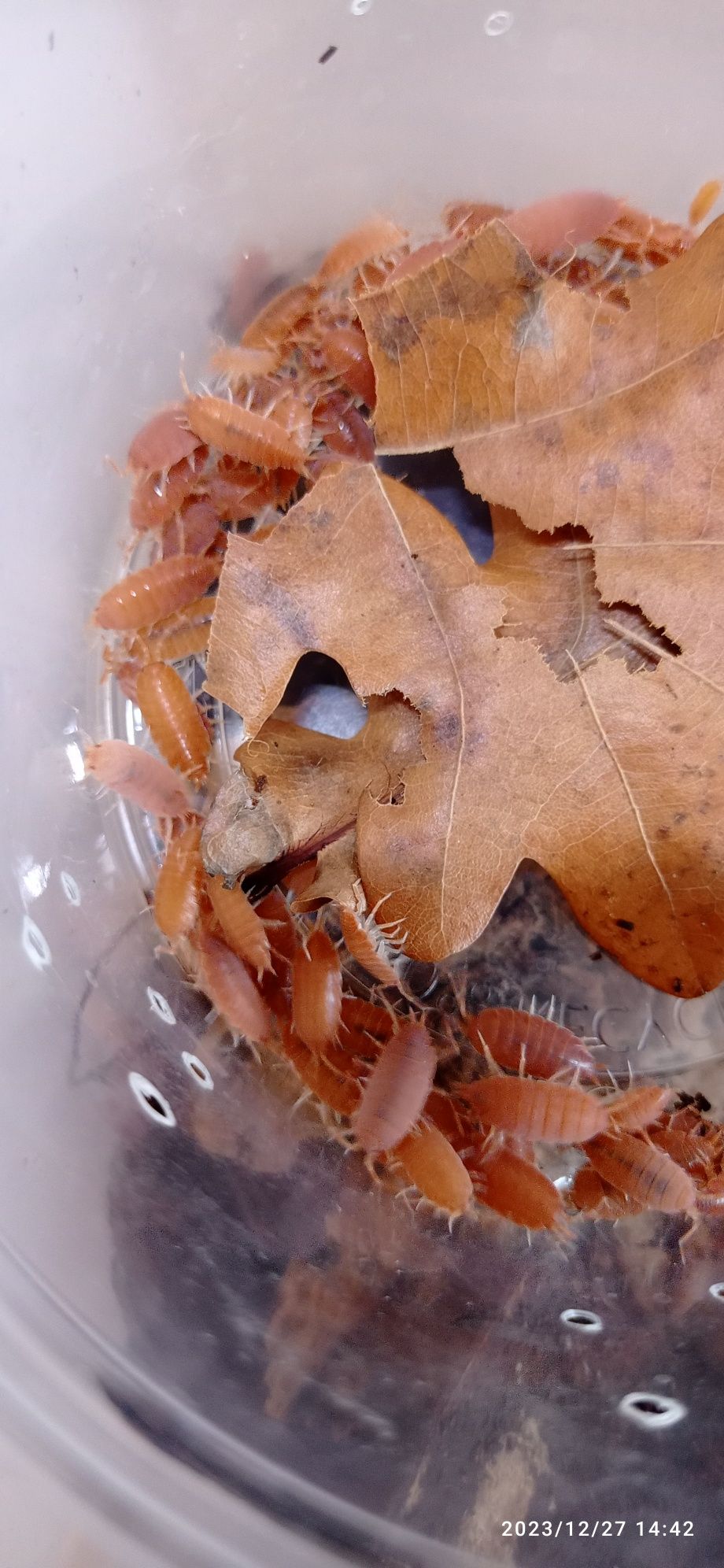 Porcellionides pruinosus power orange Isopody prosionki ekipa sprzątaj