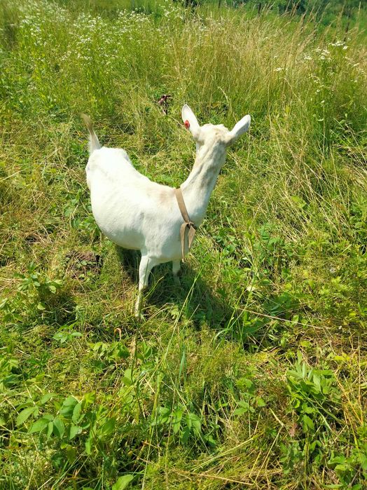 Хочу продати зааненську козу