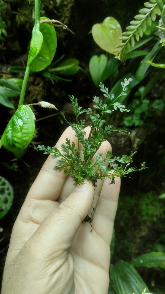 Мініатюрна папороть Bolbitis sp Thailand