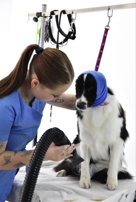 Стрижка собак | груминг котов | триминг | Запорожье