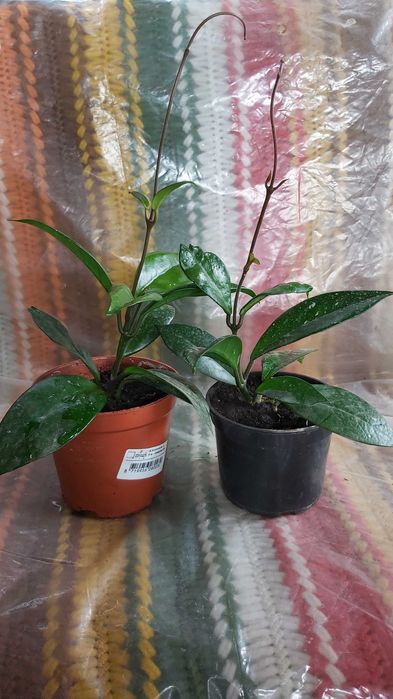 Hoja pnąca (Ficus pumila)