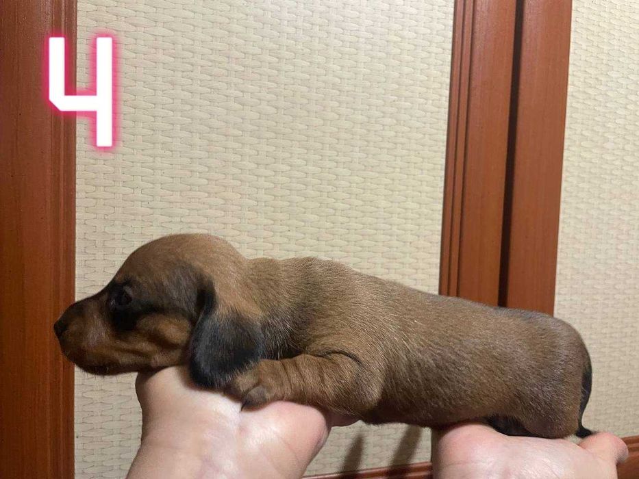 Тигровые чистокровные щенки мини таксы/тигрові цуценята міні