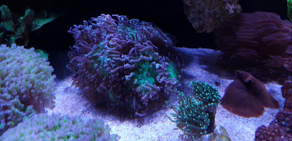 Akwarium morskie koralowce korale