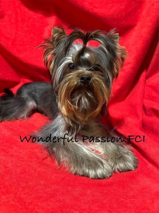 York, Yorkshire terrier FCI ZKwP