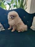Pomeranian  piesek gotowy na zmianę domu