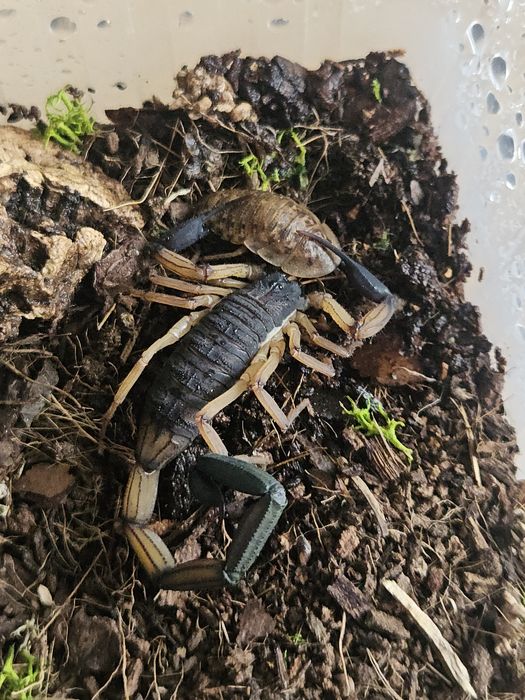 Centruroides bicolor Sub/Adult
