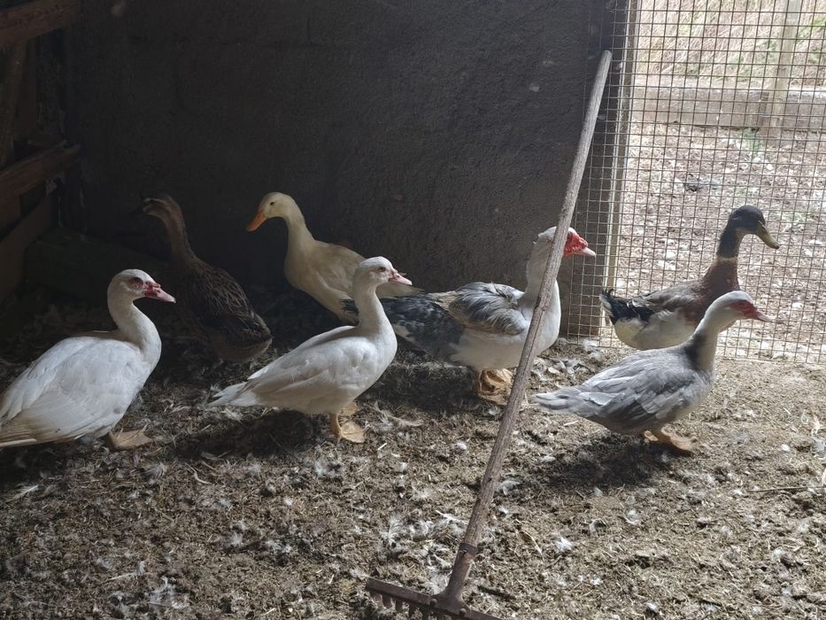 Pekins, kriel, fracas, galinhas angola