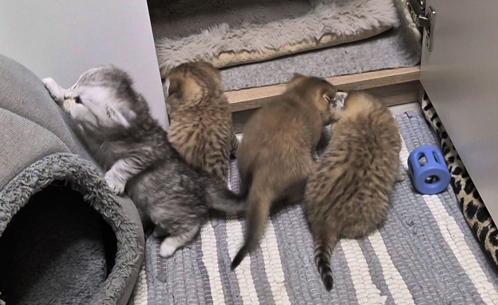 Котята шотландские вислоухие и прямоухие, девочки и мальчик