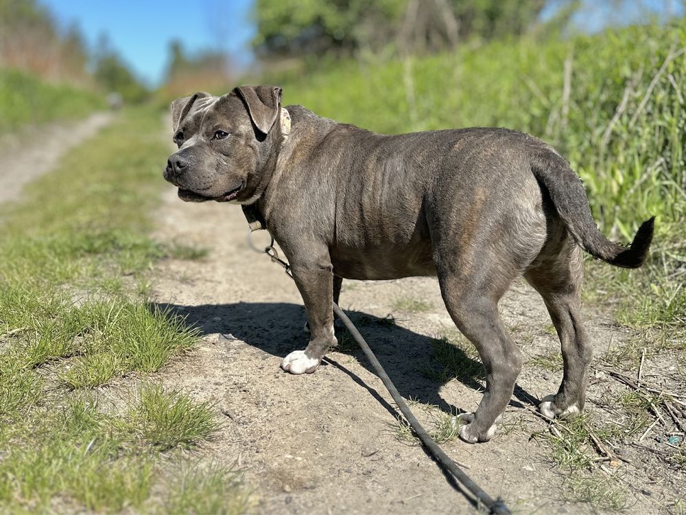 Śliniak American Bully