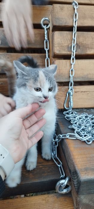 Віддам у хороші руки