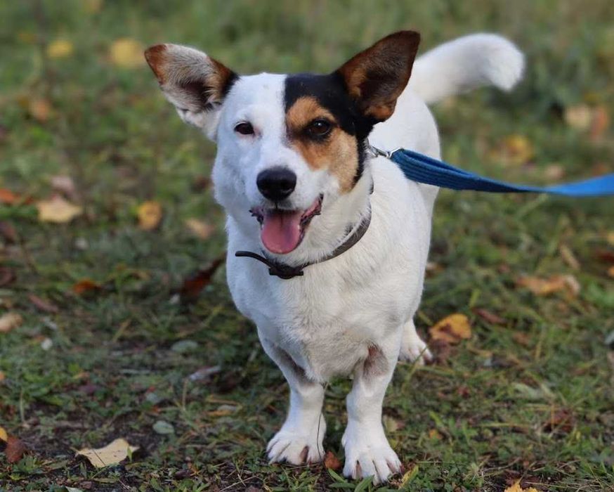 mała, młoda sunia do adopcji