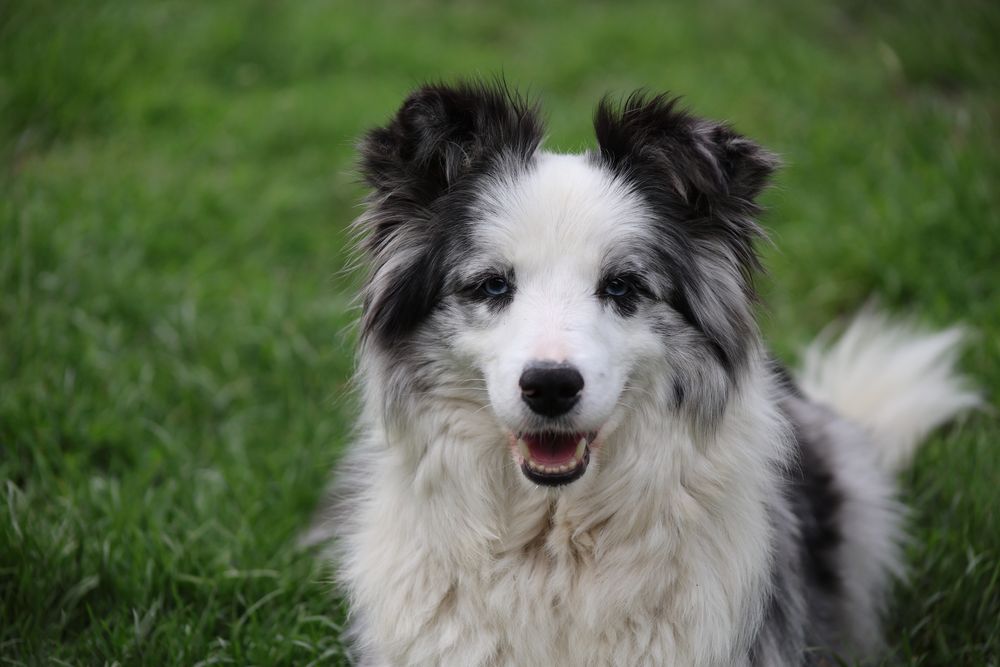 Border Collie FCI
