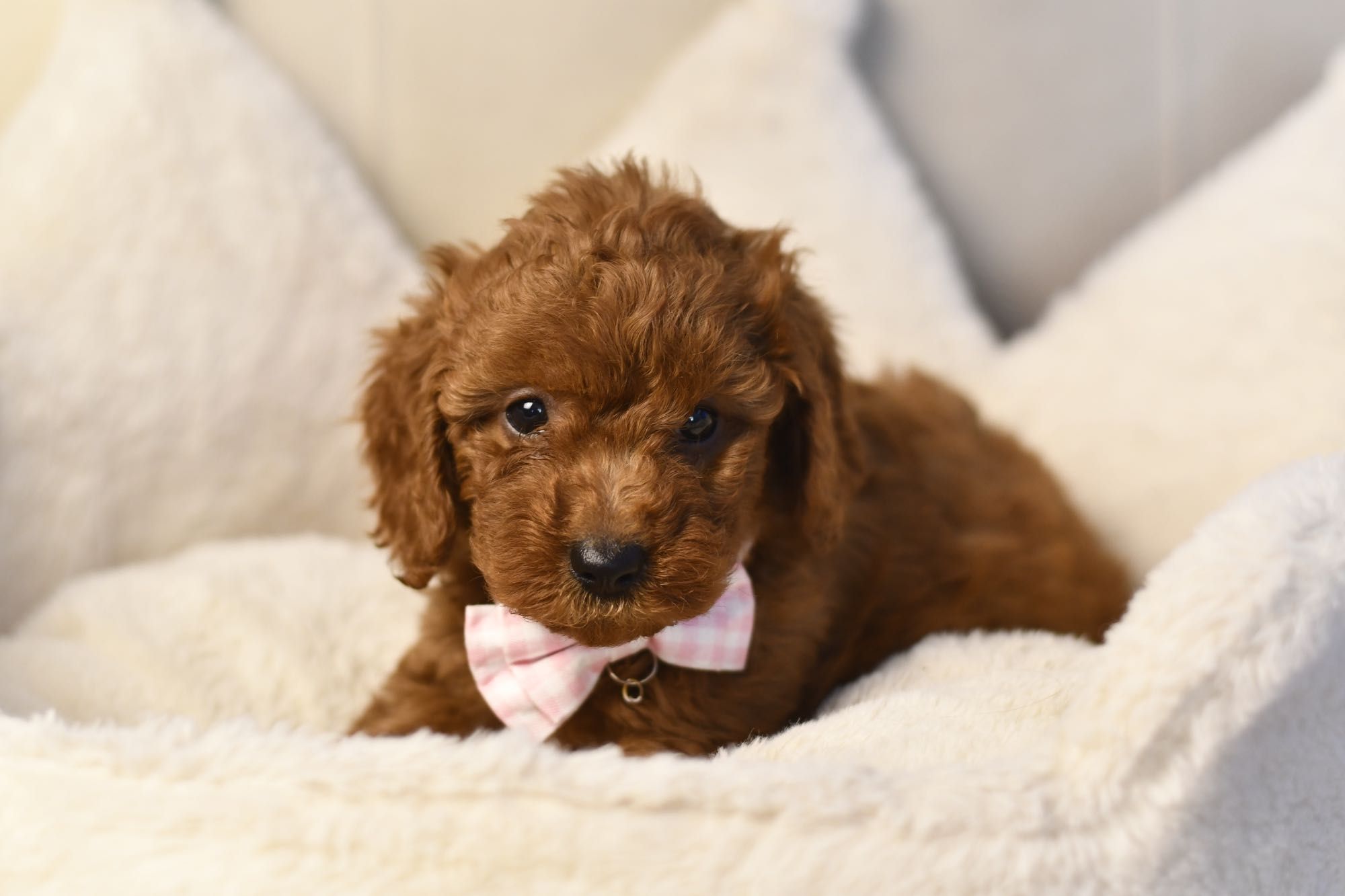 Cavapoo F1 RED BROWN wyjątkowa dziewczynka gotowa do odbioru