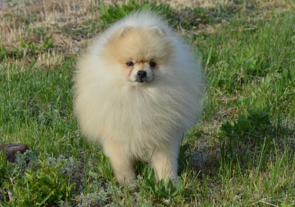 Мальчик очень ласковый шпиц.